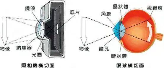 兰州爱尔眼科医院邢华平主任：神奇的角膜它是如何运作的 (图1)