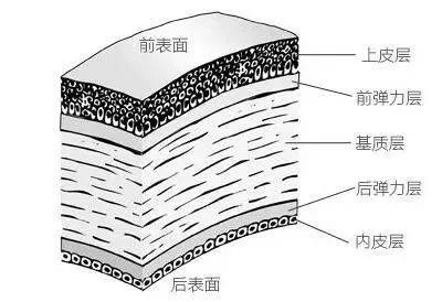 兰州爱尔眼科医院邢华平主任：神奇的角膜它是如何运作的 (图2)